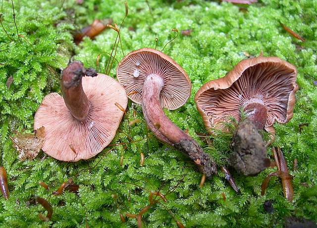 I  Funghi  della  faggeta  calcarea